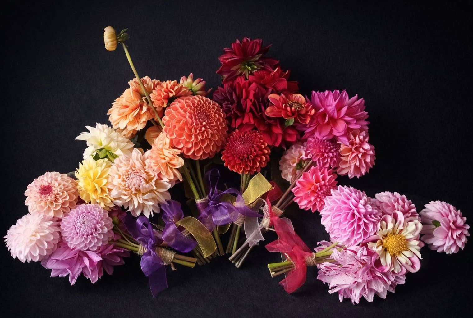 Collab with Tararua Dahlias